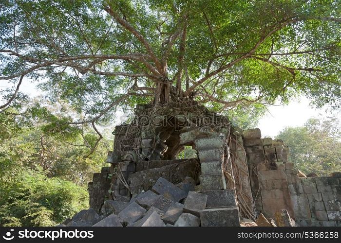 Banyan trees on ruins in Beng Mealea temple, Cambodia&#xA;