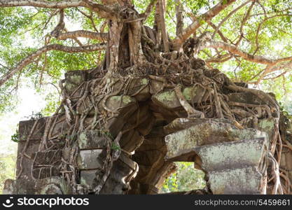 Banyan trees on ruins in Beng Mealea temple, Cambodia&#xA;