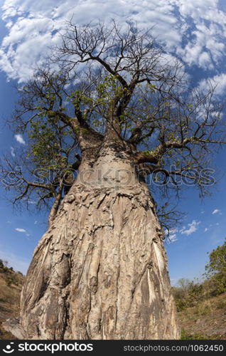 Baobab tree (Adansonia digitata) in the Okavango Delta in Botswana, Africa.