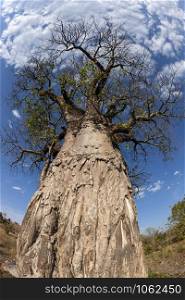 Baobab tree (Adansonia digitata) in the Okavango Delta in Botswana, Africa.