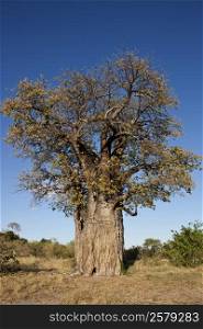 Baobab Tree (Adansonia digitata) in the Savuti area of Botswana