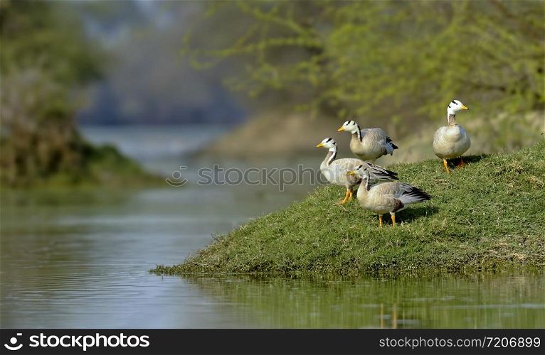 Bar-headed geese, Anser indicus, Bharatpur, Rajasthan, India