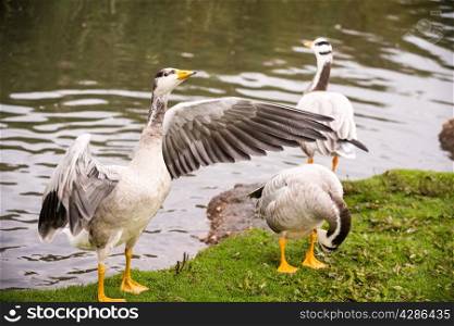 Bar-headed geese (Anser indicus) with wings stretched.