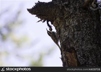 Bar tailed tree creeper