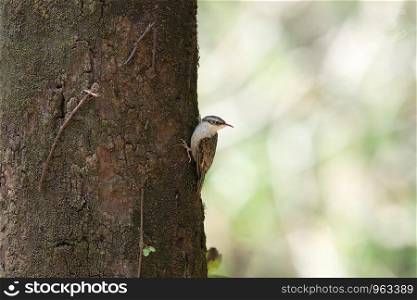 Bar tailed treecreeper, Certhia himalayana, Sattal, Nainital, Uttarakhand, India