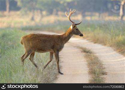 Barahsingha also called swamp deer crossing forest trail, Kanha, Madhyapradesh, India