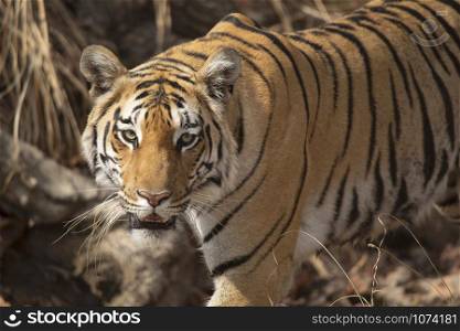 Baras, Royal Bengal tiger, Panthera tigris, Pench Tiger Reserve, Maharashtra, India