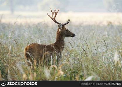 Barasingha also called swamp deer, Rucervus duvaucelii, Kanha, Madhya Pradesh, india