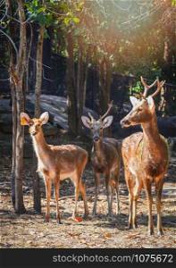 Barasingha deer mammal animal wildlife standing in national park / Swamp deers - Rucervus duvaucelii
