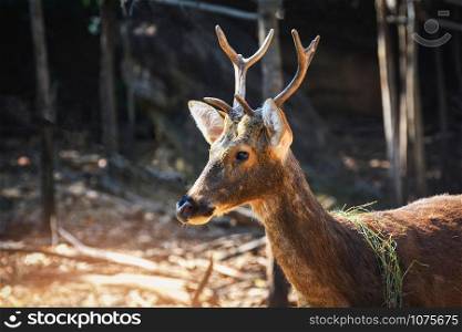 Barasingha deer mammal animal wildlife standing in national park / Swamp deers - Rucervus duvaucelii