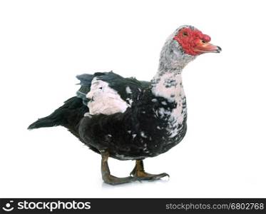 Barbarie duck in front of white background