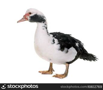 Barbarie duck in front of white background