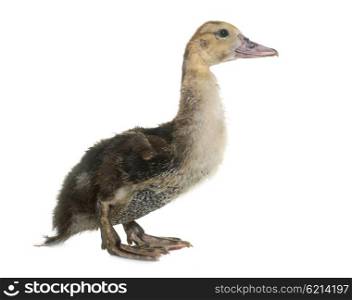 Barbarie duckling in front of white background