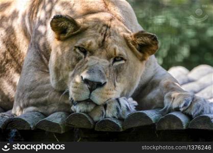 Barbary Lion (Panthera leo leo)