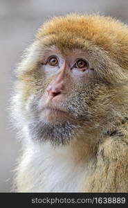 Barbary macaque
