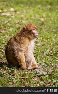 Barbary Macaque (Macaca Sylvanus) on the Grass. Barbary Macaque (Macaca Sylvanus)