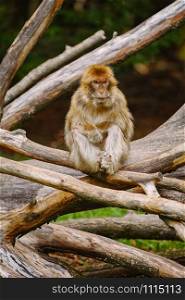Barbary Macaque (Macaca Sylvanus) on the Tree. Barbary Macaque (Macaca Sylvanus)
