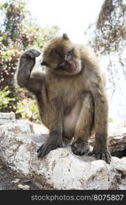 Barbary macaque monkey in Gibraltar