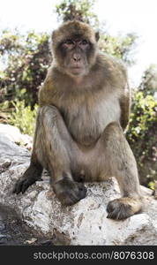 Barbary macaque monkey in Gibraltar