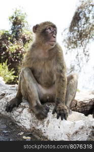 Barbary macaque monkey in Gibraltar