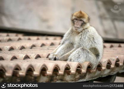 Barbary macaque monkey youngster on roof