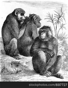 Barbary macaques, vintage engraved illustration. From Zoology Elements from Paul Gervais.