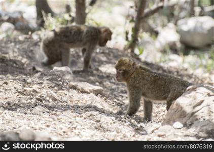 Barbary macaques who fight. Gibraltar