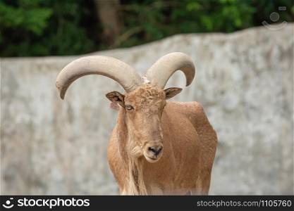 Barbary sheep or Aoudad (Ammotragus lervia) with broken horn and ear tag number.