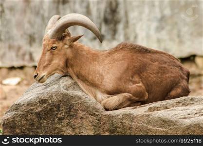 Barbary Sheep standing on a rock. Barbary Sheep are large sheep. Light brown hair. Sahara’s mountain range And North Africa