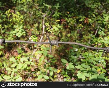 barbed wire in the foliage