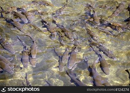 Barbel shoal of fish in a crowded river surface aerial view