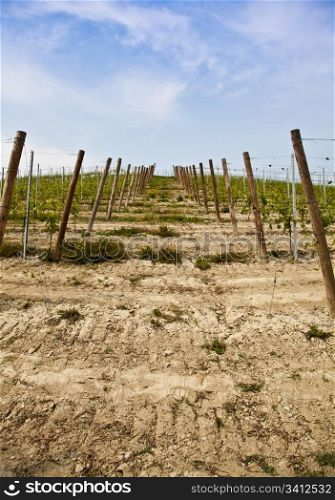 Barbera vineyard during spring season, Monferrato area, Piedmont region, Italy
