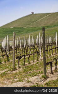 Barbera vineyard during spring season, Monferrato area, Piedmont region, Italy