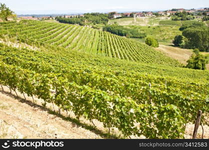 Barbera vineyard during spring season, Monferrato area, Piedmont region, Italy