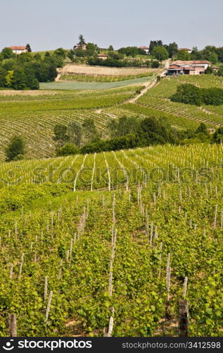 Barbera vineyard during spring season, Monferrato area, Piedmont region, Italy