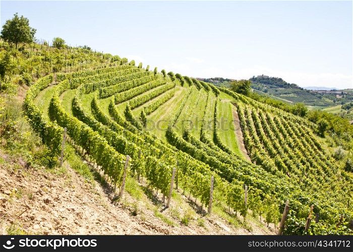 Barbera vineyard during spring season, Monferrato area, Piedmont region, Italy