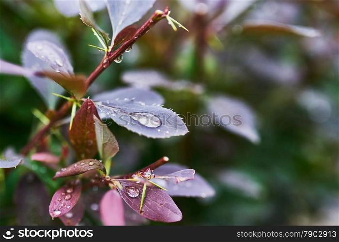 Barberry branch with drops after rain in the garden