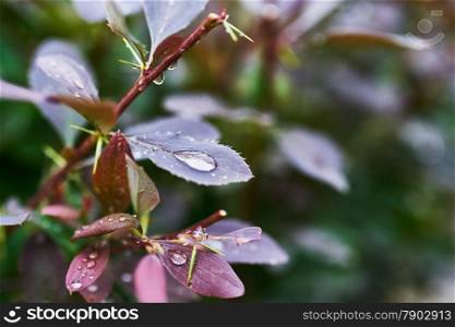 Barberry branch with drops after rain in the garden