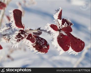 Barberry twig in snow