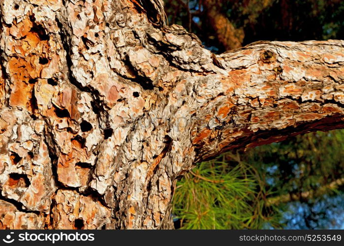 barck in the abstract close up of a tree color and texture