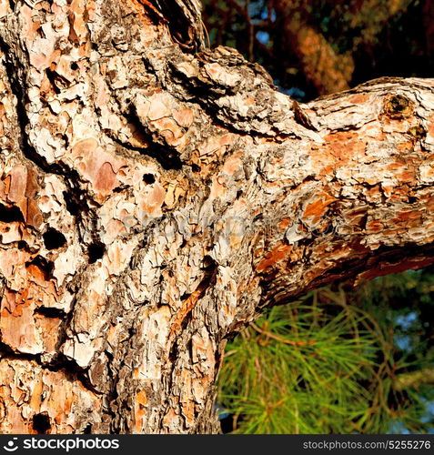 barck in the abstract close up of a tree color and texture