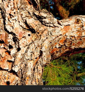 barck in the abstract close up of a tree color and texture