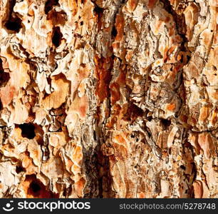 barck in the abstract close up of a tree color and texture