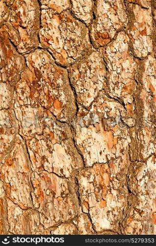 barck in the abstract close up of a tree color and texture