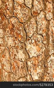 barck in the abstract close up of a tree color and texture