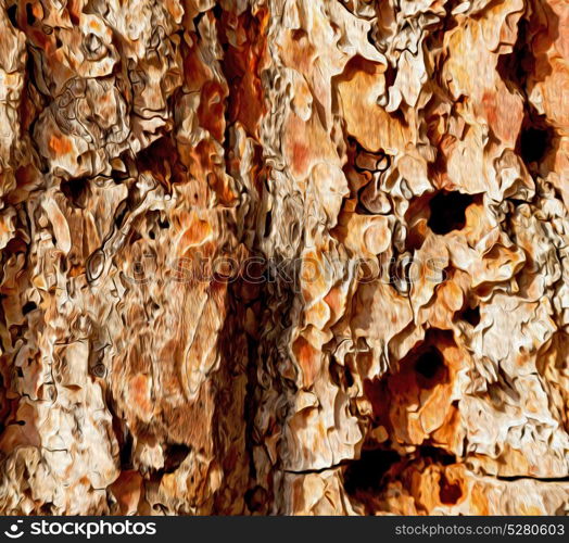 barck in the abstract close up of a tree color and texture