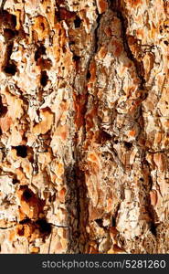 barck in the abstract close up of a tree color and texture