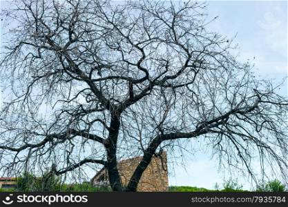 bare acacia tree with blue sky background in spring in Sicily