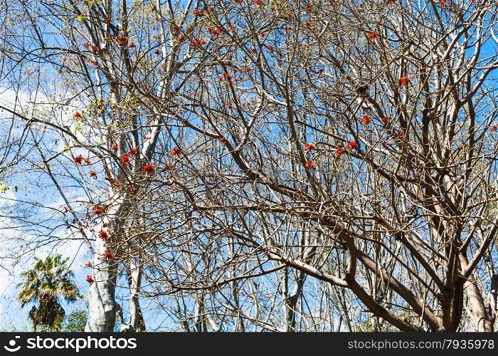 bare acacia tree with red blossom in spring day, Sicily