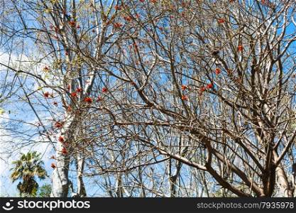 bare acacia tree with red blossom in spring day, Sicily